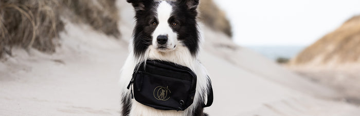 Dog Walking Bags
