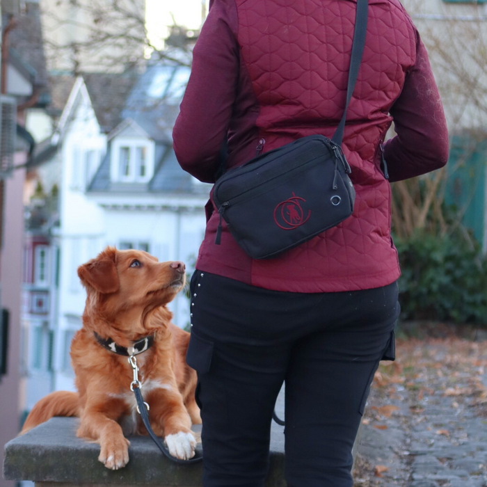 DogCoach summer bundle