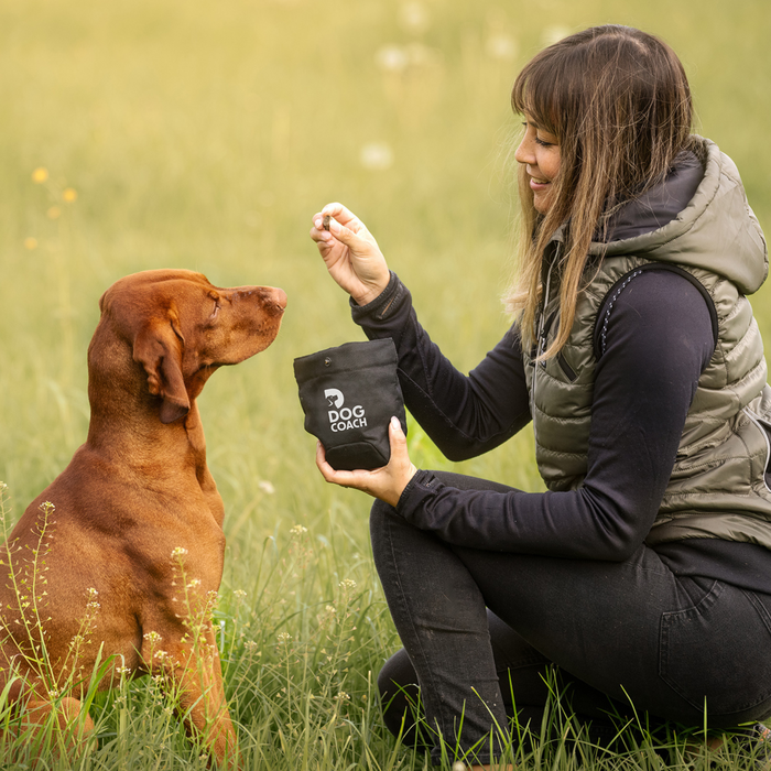 DogCoach summer bundle