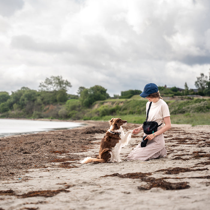 DogCoach summer bundle