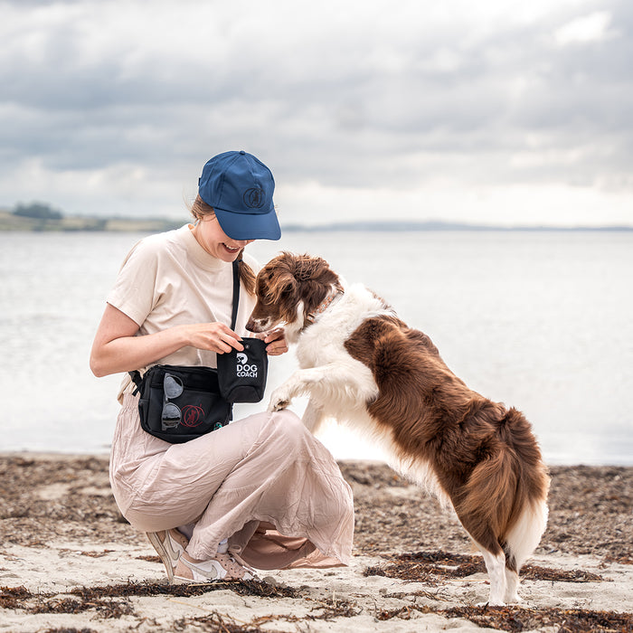 DogCoach summer bundle