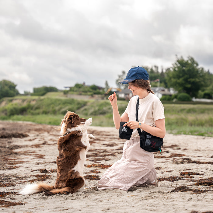 DogCoach summer bundle