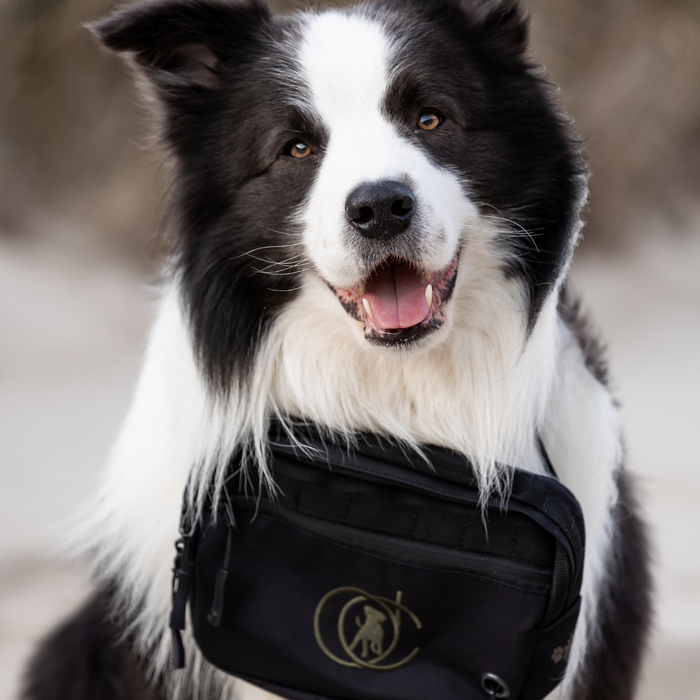 Belt Bag | Beetle | Marley