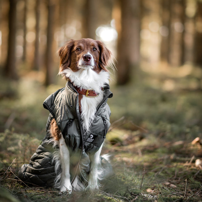 Padded Dog Walker Vest | Beetle | Hyben