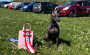 Rallydag i Spidshundeklubben (SPK)