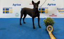 Euro Dog Show Stockholm  