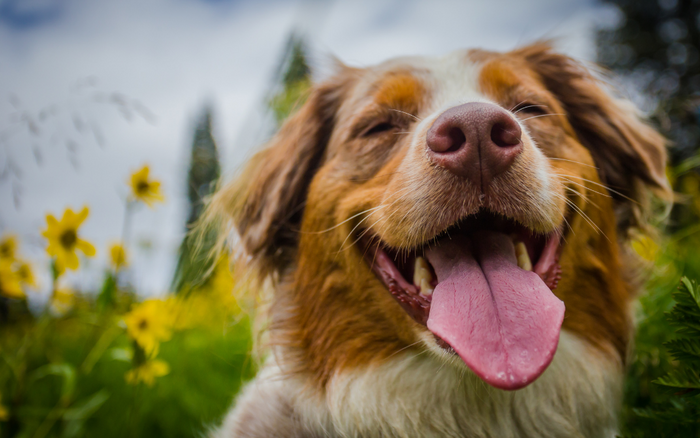 5 tips to take care of your dog in the warm weather