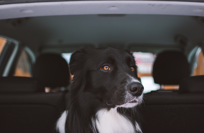 Never leave your dog in a hot car