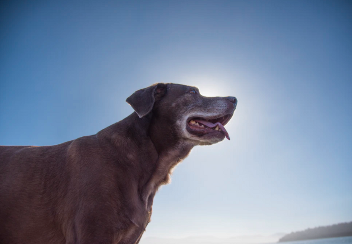 How to take good care of your senior dog