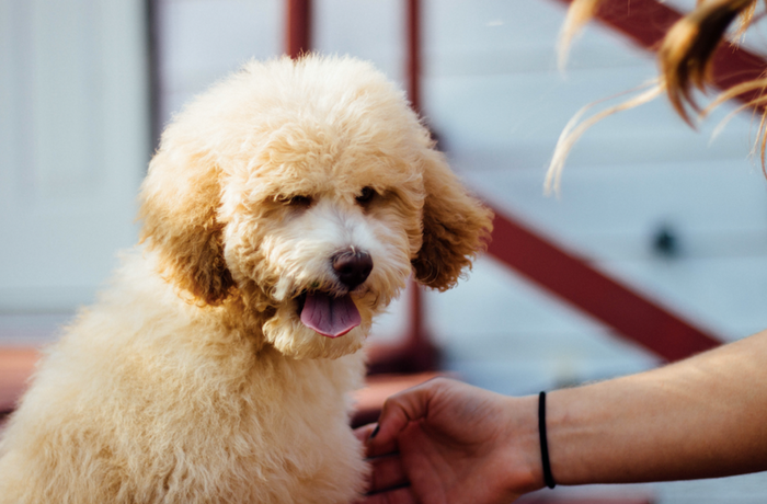 How to help your dog in the heat