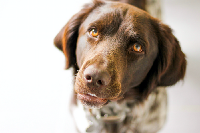 5 tips if your dog begs