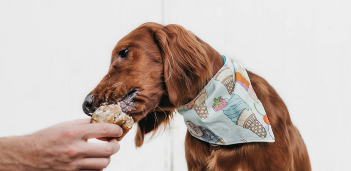 Dog ice cream and other summer snacks