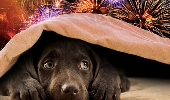 How to get your dog through New Year's Eve