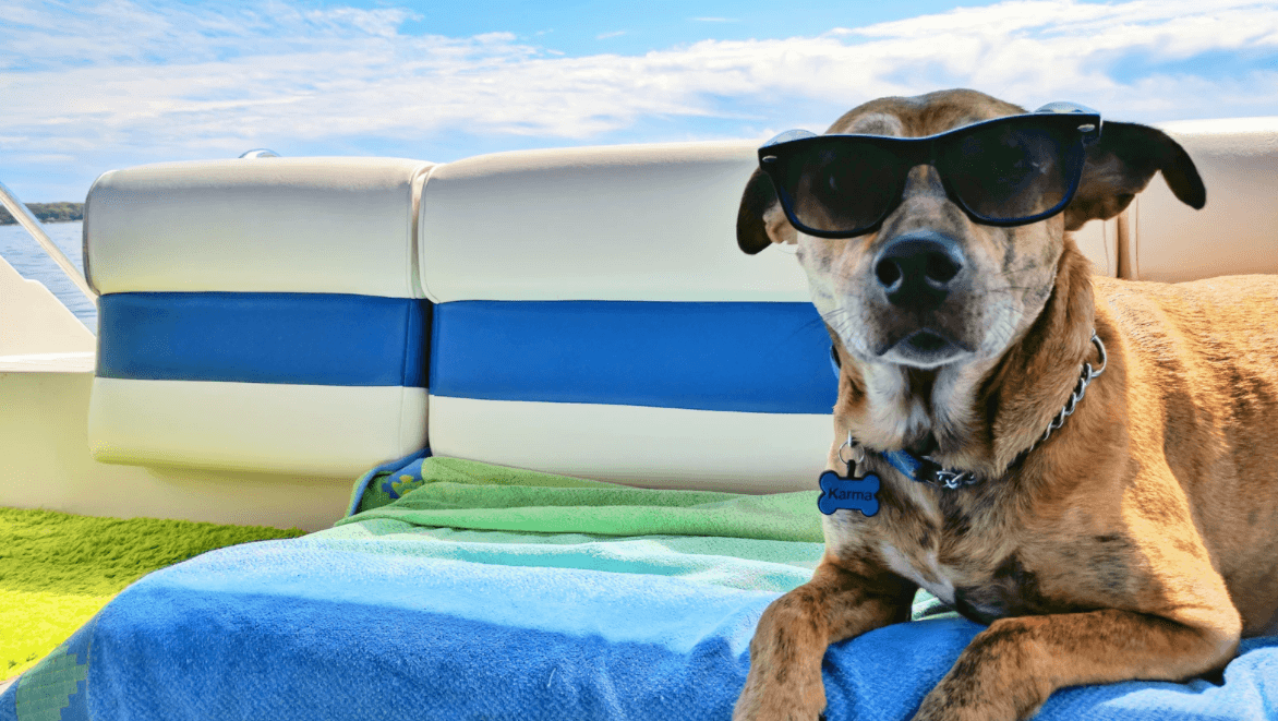 The summer activity with your dog – DogCoach
