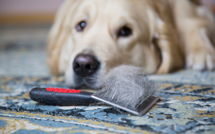 Is your dog shedding a lot?