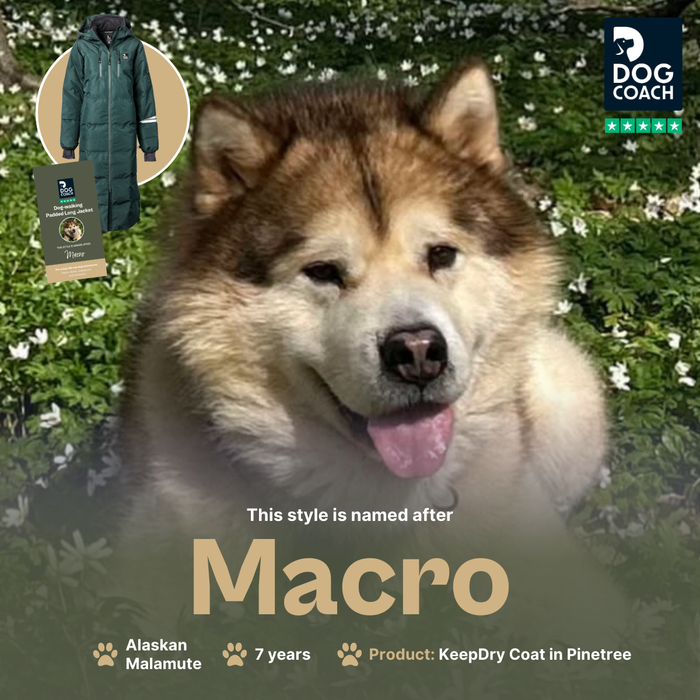 Long KeepDry Dog Walker Coat | Pinetree | Macro