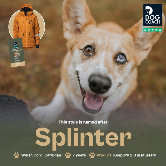 KeepDry 2.0 | Mustard | Splinter