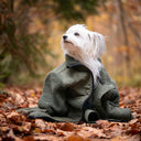 Teddy | Unisex | Beetle | Saola