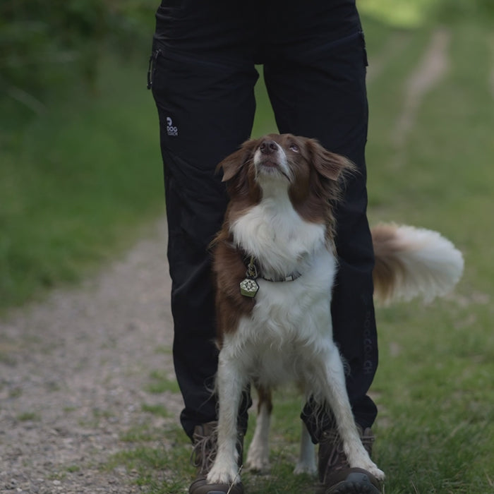 Dog Walker Allround Pants | Beetle | Regular | Auri